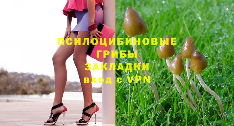 Псилоцибиновые грибы Psilocybe  как найти закладки  Советская Гавань 